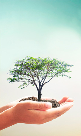 Mano sosteniendo un árbol