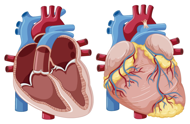 sistema cardiovascular