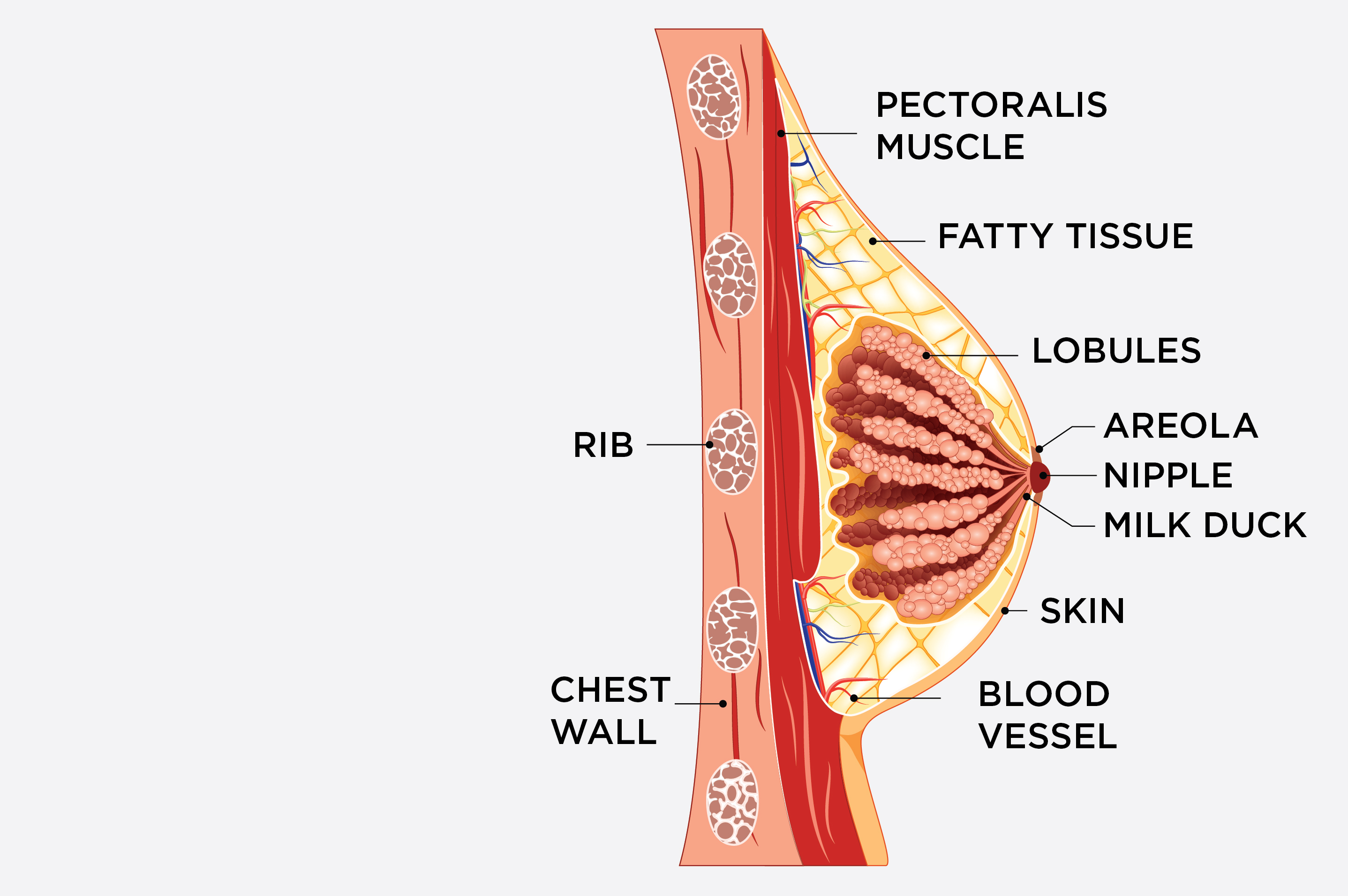 anatomía del pecho