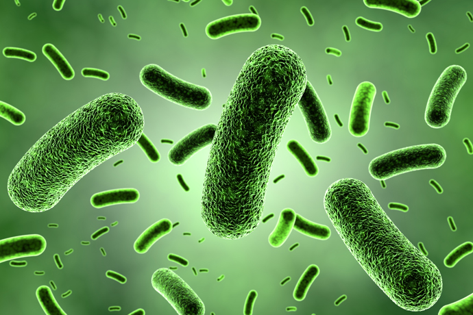imagen de una bacteria