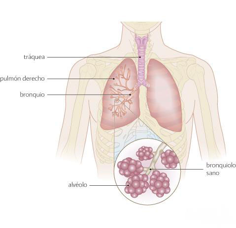 Persona sin bronconeumonía. Bronquiolos y alveolos sanos