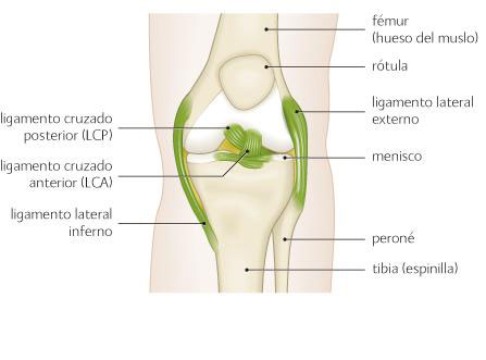 Diagrama de una rodilla, ligamentos, menisco y rótula