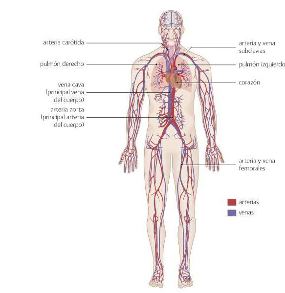 Sistema Cardiovascular