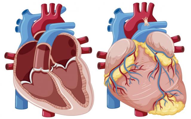 Sistema cardiovascular: ¿Cómo funciona? – Bupa