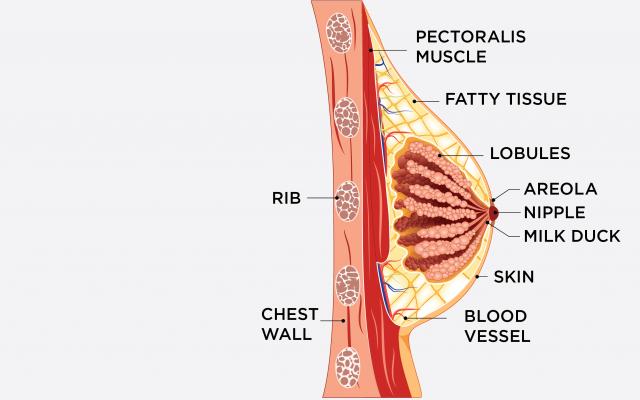 anatomía del pecho