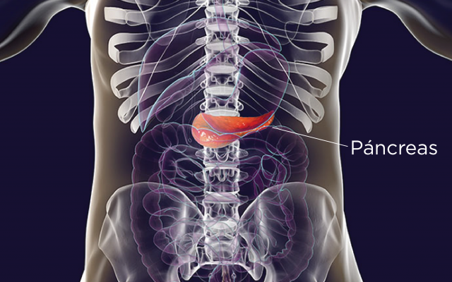 Sistema digestivo superior: Páncreas