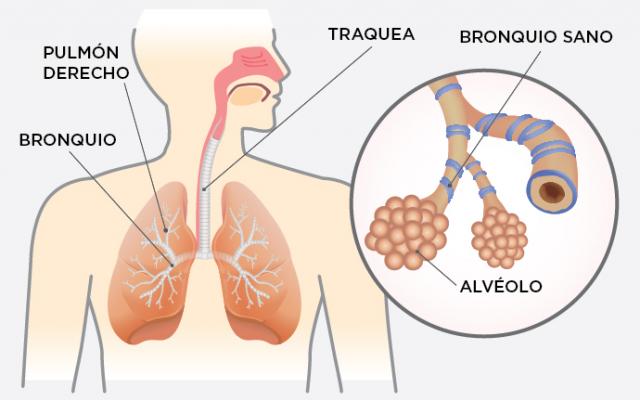 Sistema respiratorio y asma