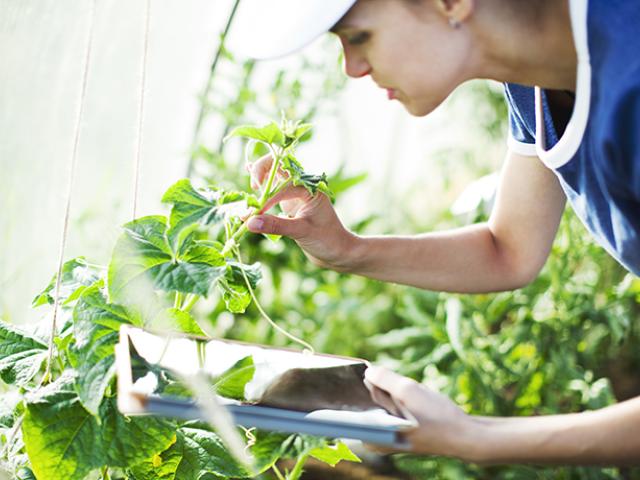 Mujer atendiendo su huerta