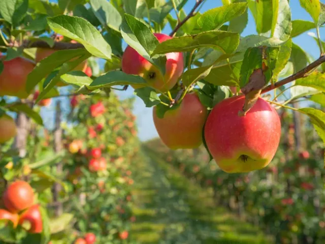 Un campo de cultivo de manzanas