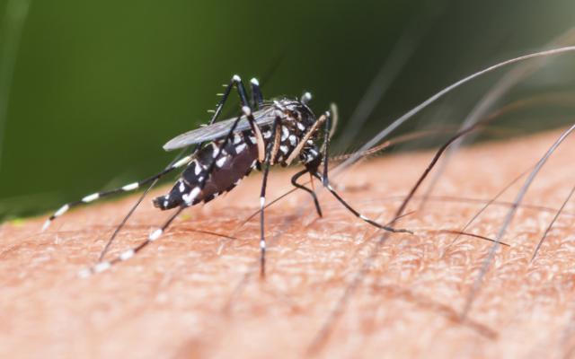 Mosquito transmitiendo la enfermedad de chikungunya.