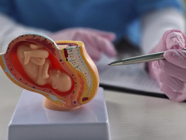 Médico explica qué es la placenta y para qué sirve