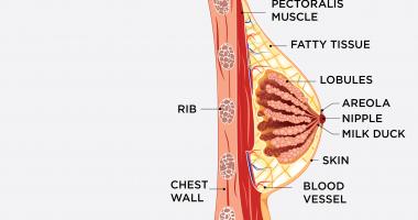 anatomía del pecho