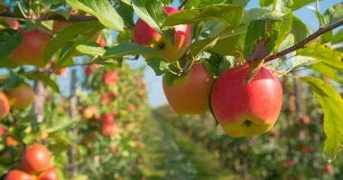 Un campo de cultivo de manzanas