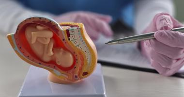 Médico explica qué es la placenta y para qué sirve