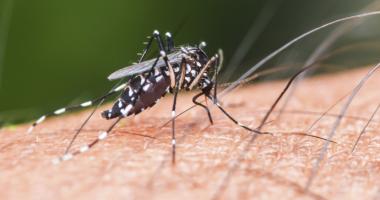 Mosquito transmitiendo la enfermedad de chikungunya.